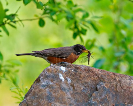 Foto de American Robin vista lateral de cerca, de pie sobre una roca comiendo una libélula con fondo verde en su entorno y hábitat circundante. Robin Imagen. - Imagen libre de derechos