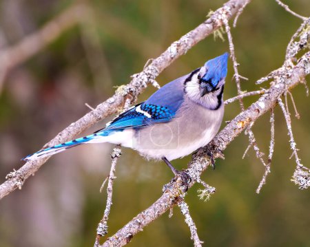 Foto de Vista lateral de primer plano de Blue Jay encaramada en una rama con un fondo colorido en el ambiente del bosque y el hábitat que rodea mostrando alas de plumaje de plumaje azul. Jay Picture. Retrato. - Imagen libre de derechos