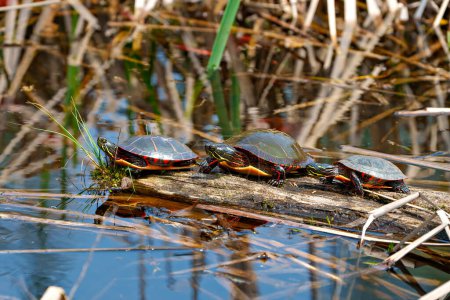 Téléchargez les photos : Trois tortues peintes en gros plan sur un tronc de mousse avec de la végétation marécageuse dans leur environnement et leur habitat environnant. Image de tortue. - en image libre de droit