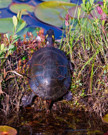 Téléchargez les photos : Vue arrière rapprochée de la tortue peinte, reposant sur une bille de mousse dans l'étang avec des nénuphars et affichant sa coquille, sa tête, ses pattes dans son environnement et son habitat environnant. Image de tortue. - en image libre de droit