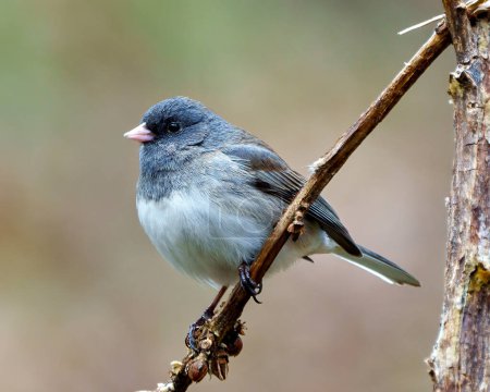 Photo for Junco close-up side view perched on a twig with a soft rainbow background in its environment and habitat surrounding. Dark-eyed Junco Picture. - Royalty Free Image