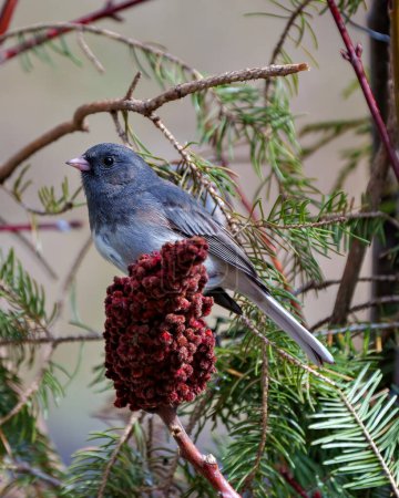 Photo for Junco close-up side view perched on a red stag horn sumac plant with a forest background in its environment and habitat surrounding. - Royalty Free Image