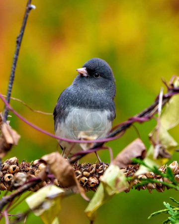 Photo for Junco close-up profile front view perched on a dried mullein stalks plant with a colourful background in its environment and habitat surrounding. - Royalty Free Image