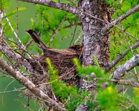 Foto de Pájaro Robin americano anidando en un árbol de tamarack con un fondo verde en su entorno y hábitat circundante. Robin Picture. Cabeza disparada. - Imagen libre de derechos