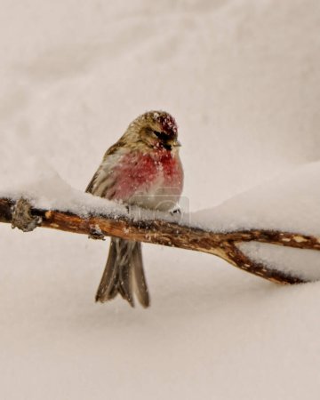 Foto de Common Red poll close-up front view posado y sosteniendo una rama en una ventisca de invierno con un fondo blanco y la caída de nieve sobre el ave en su entorno y hábitat circundante. Imagen del pinzón. - Imagen libre de derechos