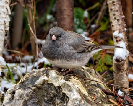 Photo for Junco close-up profile view standing on a rock with forest background in its environment and habitat surrounding, and displaying grey and white colour. - Royalty Free Image