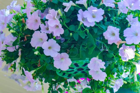 Photo for White busy lizzie flower or Impatiens walleriana blooming in the garden - Royalty Free Image
