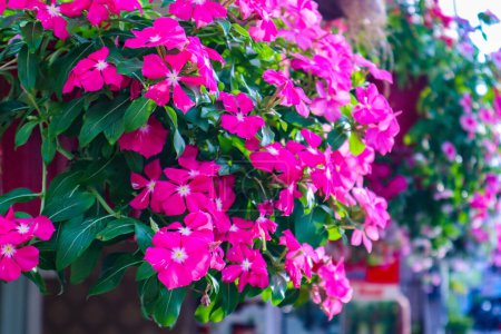 Photo for Pink  busy lizzie flower or Impatiens walleriana blooming in the garden - Royalty Free Image