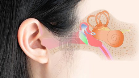 Foto de Human ear anatomy of the outer, middle, and inner ear. Otology and Neurotology concept. - Imagen libre de derechos