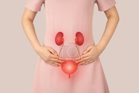 Human urinary system kidneys with bladder anatomy. Woman have bladder problems include urinary tract infections, urinary incontinence or urinary retention.
