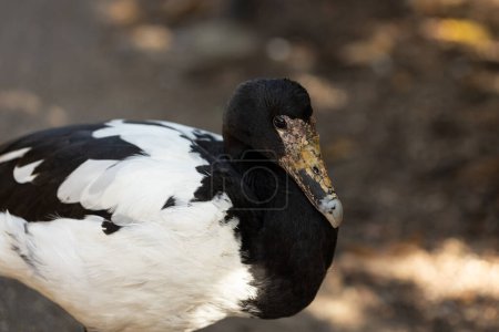 Photo for A female australian native wetlands waterbord the magpie goose (Anseranas semipalmata) - Royalty Free Image