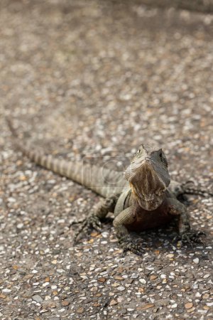 Foto de Un dragón de agua australiano oriental salvaje (Intellagama lesueurii) - Imagen libre de derechos