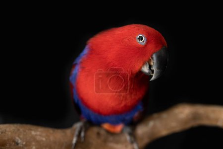 Téléchargez les photos : Femelle rouge et bleue captive eclectus perrot (Eclectus roratus) assise sur une branche - en image libre de droit