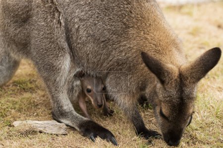 Photo for An Australian marsupial baby red necked wallaby joey (Macropus rufogriseus) sticking it's head out of it's mother's pouch. selective focus falling on the baby joey. - Royalty Free Image