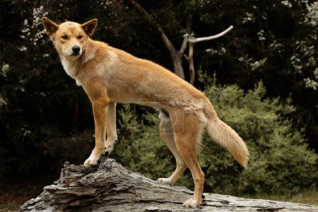 Foto de Un animal vulnerable australiano, dingo salvaje con piel de naranja (Canis lupus dingo) - Imagen libre de derechos