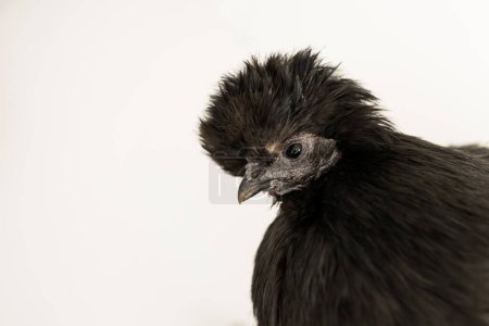 Photo for A black silkie chicken hen on a white back ground with room for copy space - Royalty Free Image