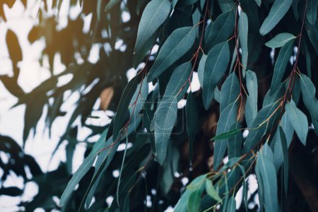 Téléchargez les photos : Feuilles d'eucalyptus. branche eucalyptus arbre nature fond - en image libre de droit