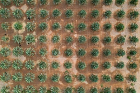 Photo for Top view Palm tree field on a farm plantation agriculture. - Royalty Free Image