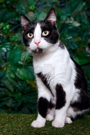 Foto de Gato blanco y negro sobre un fondo verde - Imagen libre de derechos
