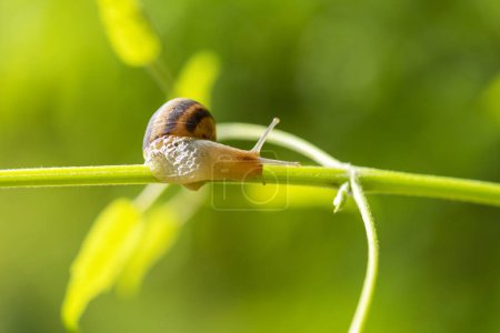 Photo for Lovely snail in grass with morning dew, macro, soft focus. - Royalty Free Image