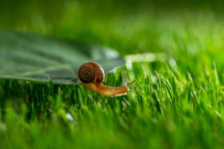 Photo for Beautiful lovely snail in grass with morning dew, macro, soft focus. Grass and clover leaves in droplets of water in spring summer nature. Amazingly cute artistic image of pure nature. - Royalty Free Image
