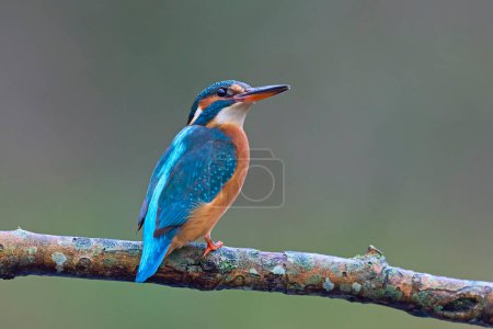 Photo for Common kingfisher (Alcedo atthis) in its natural environment - Royalty Free Image