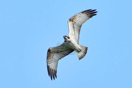 Photo for Osprey (Pandion haliaetus) in its natural enviroment - Royalty Free Image