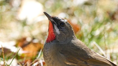Photo for Siberian rubythroat (Calliope calliope) in its natural environment - Royalty Free Image
