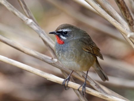Photo for Siberian rubythroat (Calliope calliope) in its natural environment - Royalty Free Image