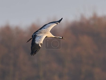 Photo for Common crane (Grus grus) in its natural environment - Royalty Free Image