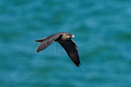 Téléchargez les photos : Faucon pèlerin (Falco peregrinus) dans son environnement naturel au Danemark - en image libre de droit
