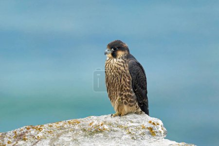 Photo for Peregrine falcon (Falco peregrinus) in its natural enviroment in Denmark - Royalty Free Image