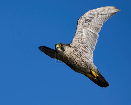 Photo for Peregrine falcon (Falco peregrinus) in its natural environment - Royalty Free Image