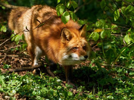 Photo for Red fox in its natural environment in Scandinavia - Royalty Free Image