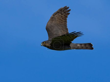 Photo for Eurasian sparrowhawk (Accipiter nisus) in its natural environment - Royalty Free Image
