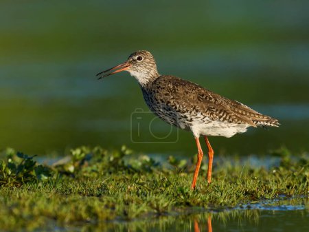 Photo for Common redshank (Tringa totanus) in its natural environment - Royalty Free Image