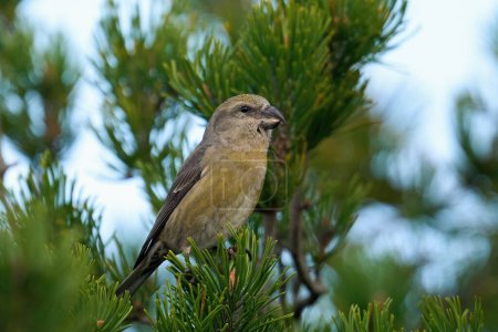 Photo for Parrot crossbill (Loxia pytyopsittacus) in its natural enviroment - Royalty Free Image