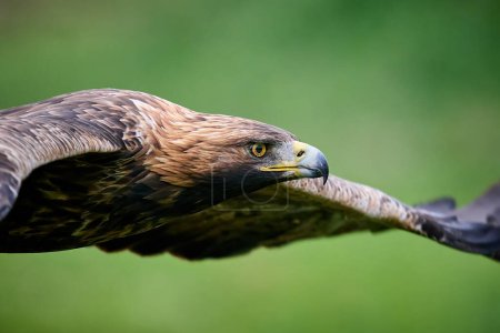Téléchargez les photos : Aigle royal (Aquila chrysaetos) dans son environnement naturel - en image libre de droit