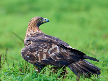 Photo for Golden eagle (Aquila chrysaetos) in its natural enviroment - Royalty Free Image