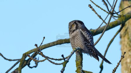Photo for Northern hawk owl (Surnia ulula) in its natural environment - Royalty Free Image