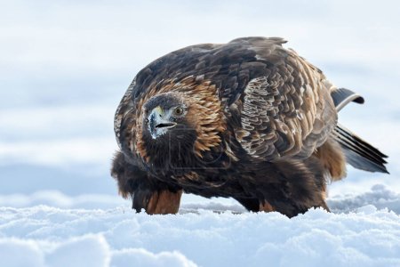 Téléchargez les photos : Aigle royal dans son environnement naturel - en image libre de droit