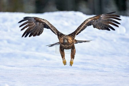 Foto de Golden eagle in its natural environment - Imagen libre de derechos