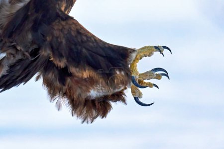 Téléchargez les photos : The talons on a Golden eagle up close - en image libre de droit