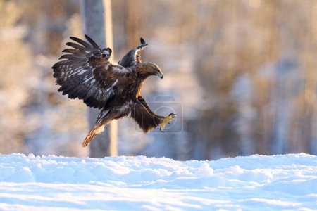 Foto de Águila real en su entorno natural - Imagen libre de derechos