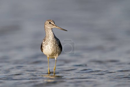 Photo for Common greenshank in its natural enviroment in Denmark - Royalty Free Image