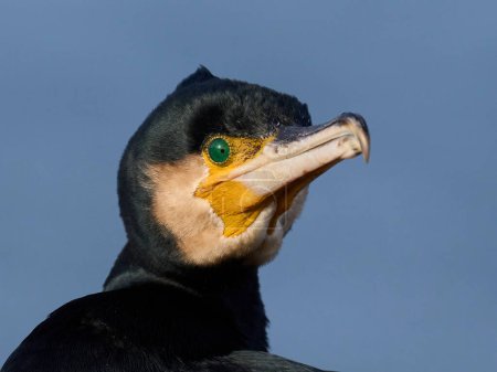 Téléchargez les photos : Grand cormoran (Phalacrocorax carbo) dans son environnement naturel - en image libre de droit