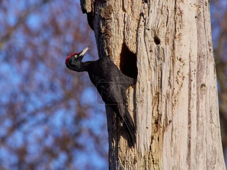 Foto de Pájaro carpintero negro (Dryocopus martius) en su entorno natural - Imagen libre de derechos