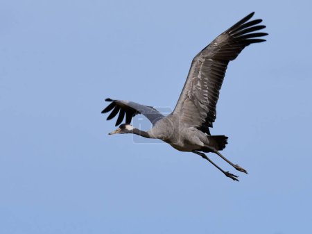 Photo for Common crane (Grus grus) in its natural environment - Royalty Free Image