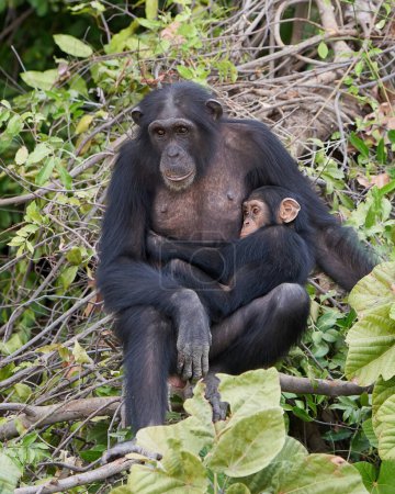 Foto de Chimpancé en su hábitat natural en las Islas Baboon en Gambia - Imagen libre de derechos