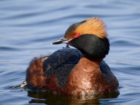 Photo for Horned grebe (Podiceps auritus) in its natural environment - Royalty Free Image